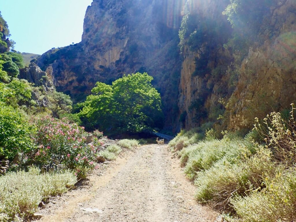 Deliana_Gorge